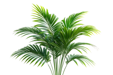Lush green palm plant with vibrant leaves, isolated on a transparent background background removed