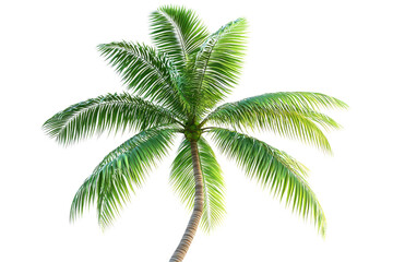 A lush, vibrant green palm tree, isolated on a transparent background background removed