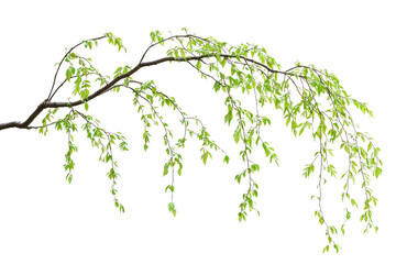 A graceful branch with vibrant green leaves, hanging elegantly against a muted background background removed