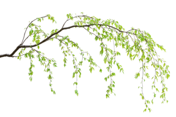 A graceful branch with vibrant green leaves, hanging elegantly against a muted background background removed
