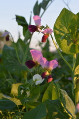 pea fower in the garden