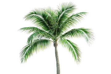 A lush, green palm tree with vibrant fronds, isolated on a dark transparent background background removed
