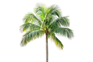 A tall, slender palm tree with lush green fronds, isolated on a transparent background background removed