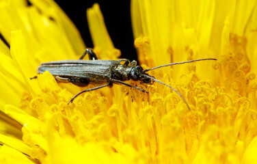 A bug is sitting on a yellow flower