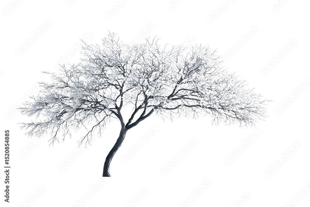 Poster a snow-covered tree, gracefully bending, isolated on a transparent background background removed