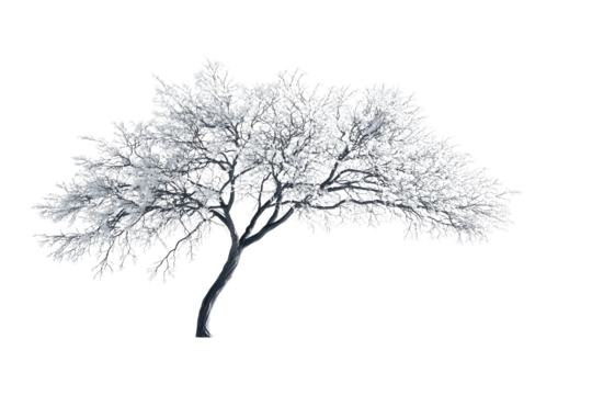 A snow-covered tree, gracefully bending, isolated on a transparent background background removed