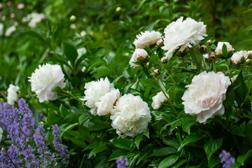 white pearl peonies against the background of a green garden.