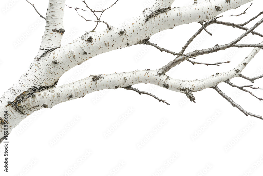 Poster birch tree branch isolated on transparent background, showcasing its white bark and intricate branch