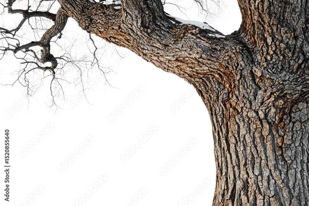 Aufkleber A snow-dusted tree branch against a muted transparent background, showcasing its thick, textured bark and intricate branch pattern background removed