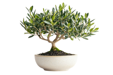 A miniature olive bonsai tree in a speckled white pot, showcasing its lush green foliage and intricate branching background removed