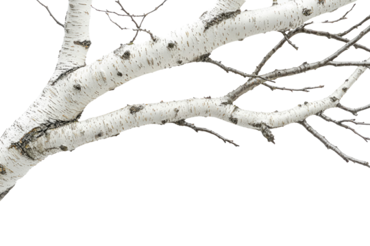 Birch tree branch isolated on transparent background, showcasing its white bark and intricate branches background removed - Powered by Adobe