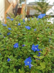 Evolvulus nuttallianus flowers for gardening, Evolvulus nuttallianus in Loei Province, Thailand