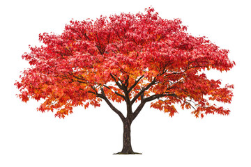 A vibrant autumn tree with fiery red and orange leaves, isolated on a transparent background background removed