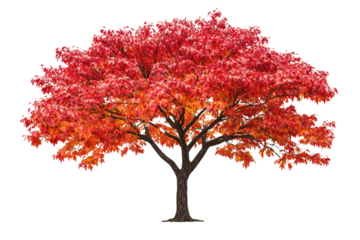 A vibrant autumn tree with fiery red and orange leaves, isolated on a transparent background background removed