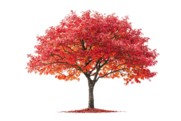 A vibrant red tree stands alone, leaves ablaze with autumn colors, isolated on a transparent background background removed