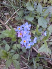 Forget-me-nots