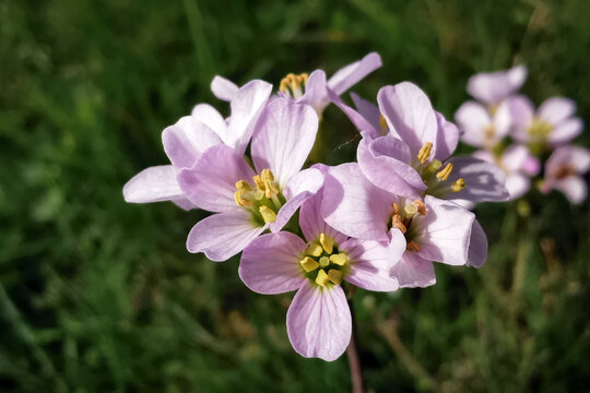 Cardamine pratensis, the cuckoo flower, lady's smock, mayflower, or milkmaids. Detail of pink flowers on green background