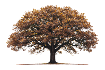 Majestic autumn oak tree with golden leaves, isolated on transparent background background removed