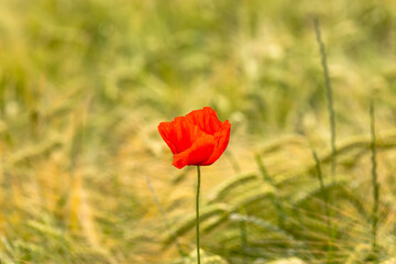 Isolated red poppy flower in barley field