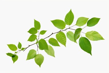 Obraz premium Fresh green leaves from a branch showcasing nature's beauty and vitality