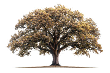 Majestic oak tree with sprawling branches and golden leaves, isolated on a transparent background background removed