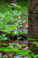 Cephalanthera damasonium orchid blooming on forest floor