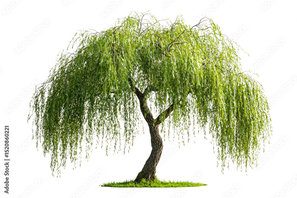 Poster a weeping willow tree with long, cascading branches and lush green leaves background removed