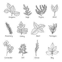 HERBS black and white hand drawn botanical illustration simple plants drawing vegetable artistic modern doodles green kitchen gardening icon collection pack
