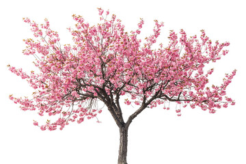 Fototapeta premium A vibrant pink cherry blossom tree, in full bloom, isolated on a transparent background background removed