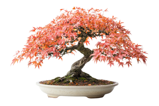 A stunning bonsai tree with vibrant red autumn leaves, showcasing its intricate branches and detailed trunk in a speckled pot background removed