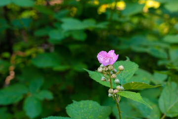 Blackberry flower close up
