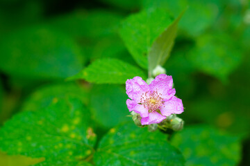 Blackberry flower close up