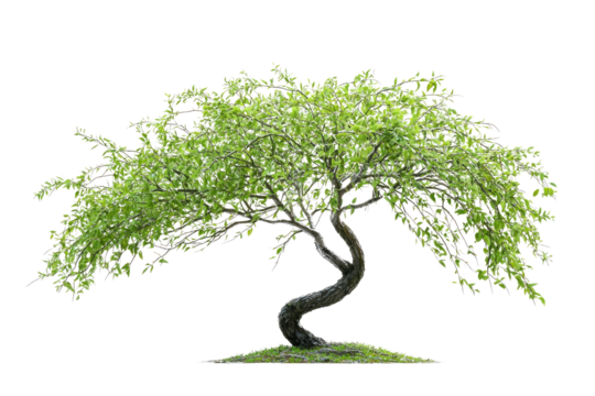A gracefully curved bonsai tree with vibrant green leaves, a symbol of serenity and patience background removed