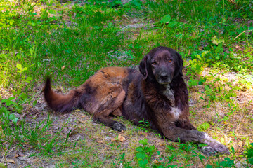 Portrait of a kind stray mongrel dog