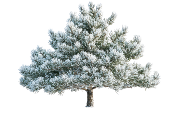A snow-covered pine tree, isolated on a transparent background, showcasing winter's beauty background removed