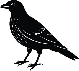 vector illustration of a crow