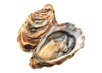 Two open oysters