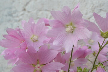 pink flowers in the garden