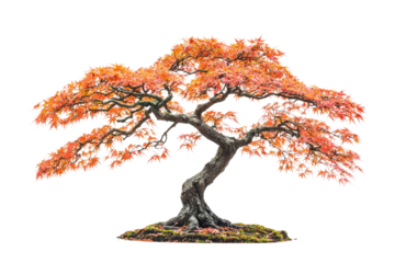 A majestic bonsai tree with vibrant orange autumn leaves, showcasing the art of miniature landscaping background removed