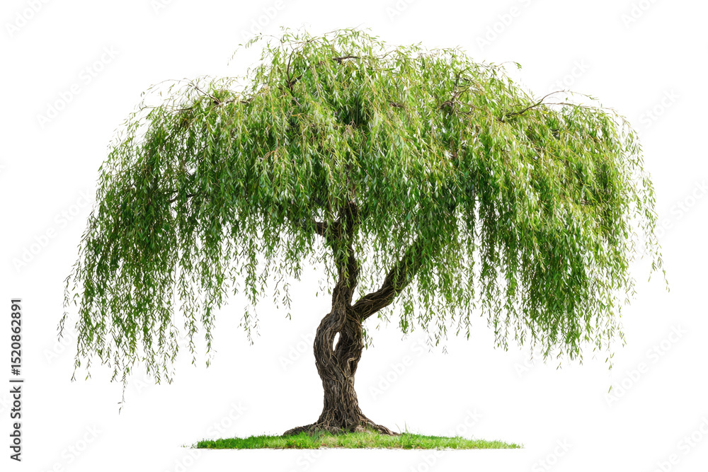 Poster a majestic weeping willow tree with long, cascading branches and lush green leaves, isolated on a tr