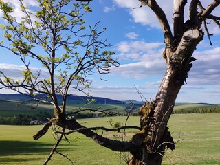 beautiful nature in krusne hory  mountains in czechia