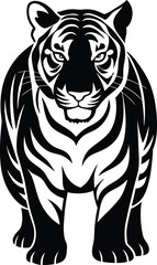 tiger on white background