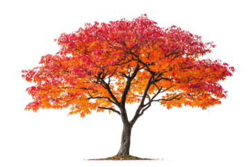 A vibrant autumn tree with fiery red and orange leaves, isolated on a transparent background background removed