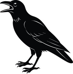 crow on a white background