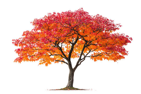 A vibrant autumn tree with fiery red and orange leaves, isolated on a transparent background background removed