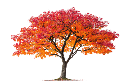 A vibrant autumn tree with fiery red and orange leaves, isolated on a transparent background background removed