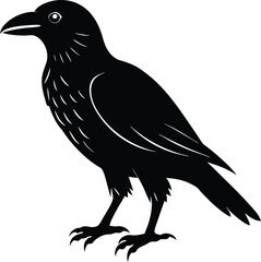 crow on a white background
