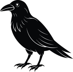 crow on white background