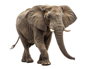Obraz premium African elephant walking isolated on transparent background