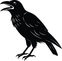 raven on a white background